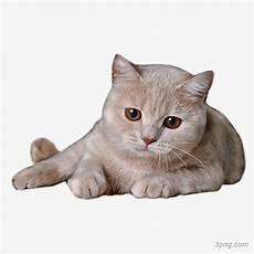 趴着的小猫